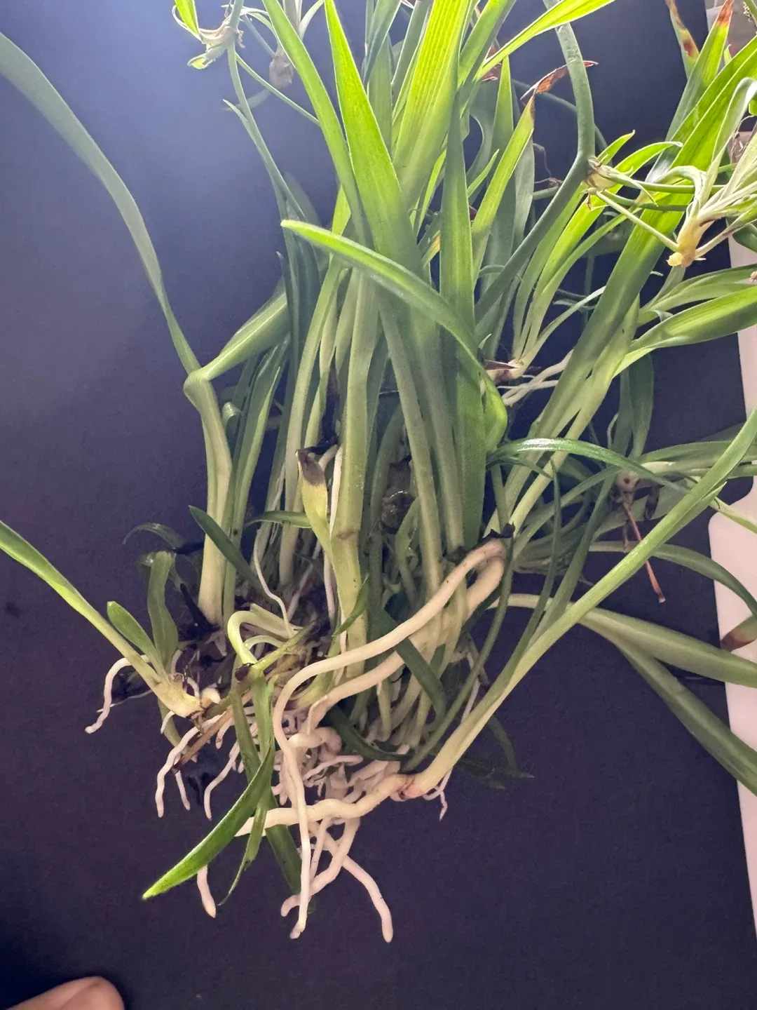 Baby  Spider Plant Good Rotted in water thumbnail