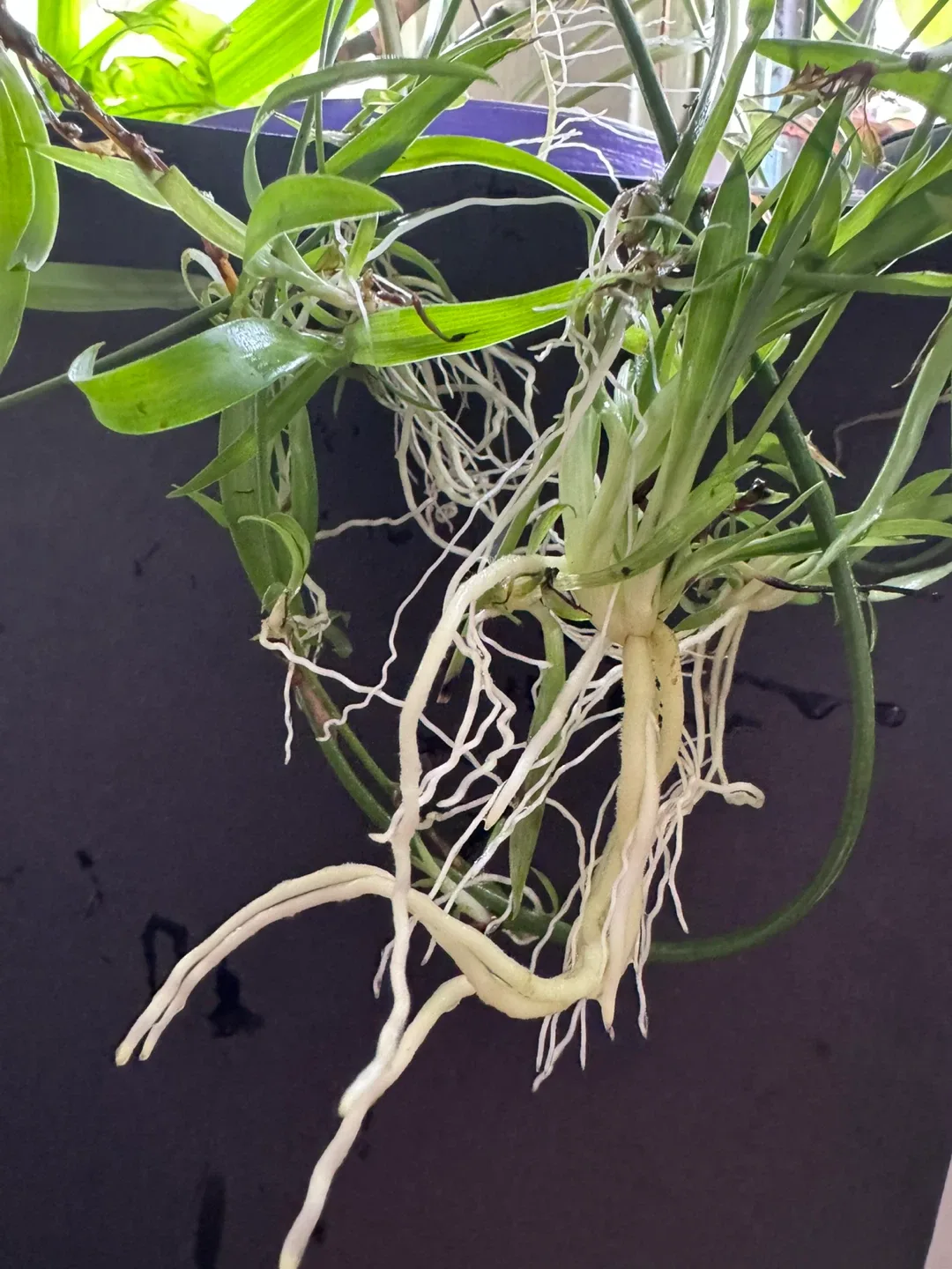 Baby  Spider Plant Good Rotted in water image indicator(3)