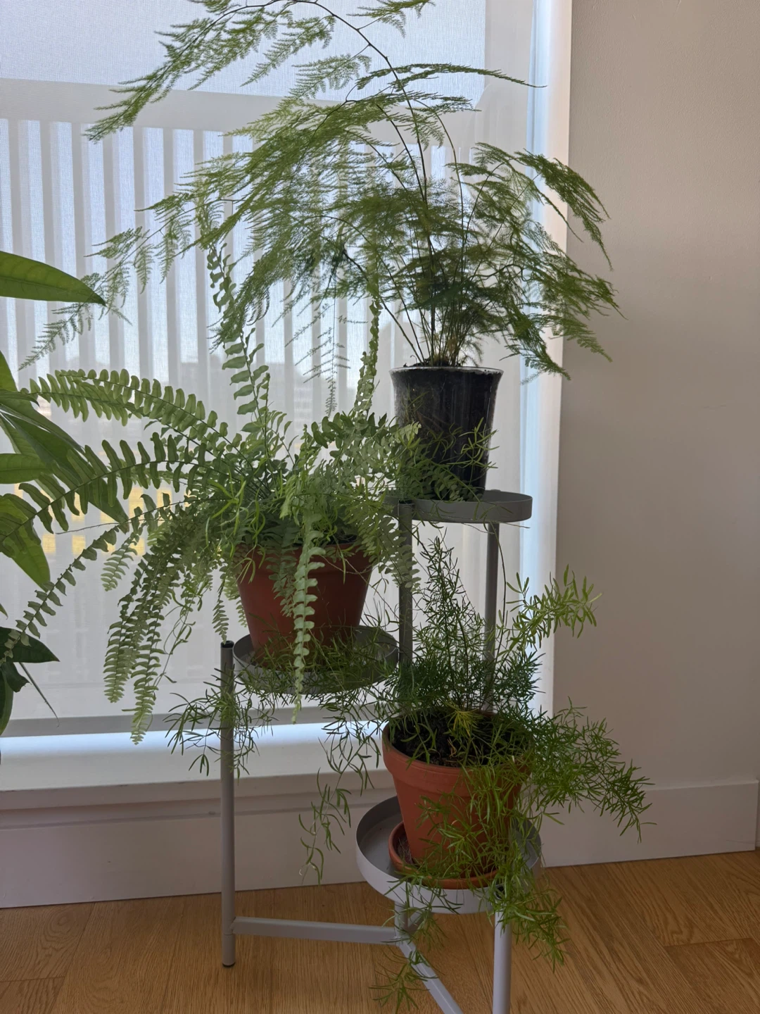 Three plants and a stand