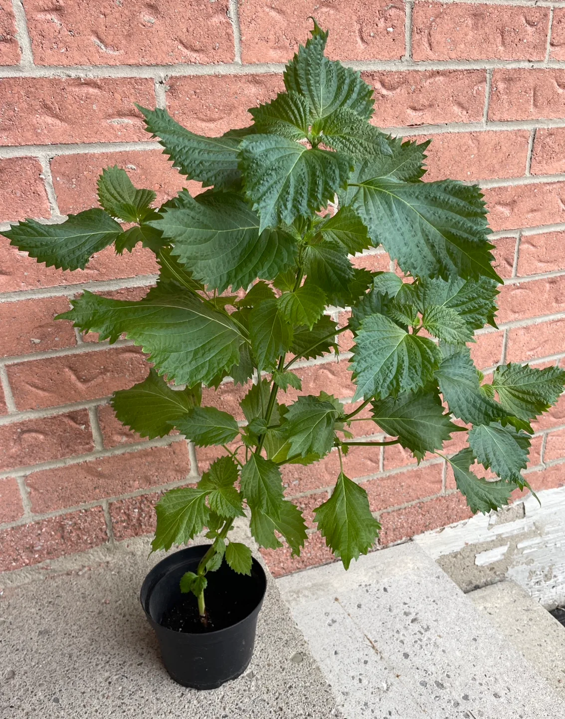 Korean perilla / Shiso Plant 25” tall thumbnail
