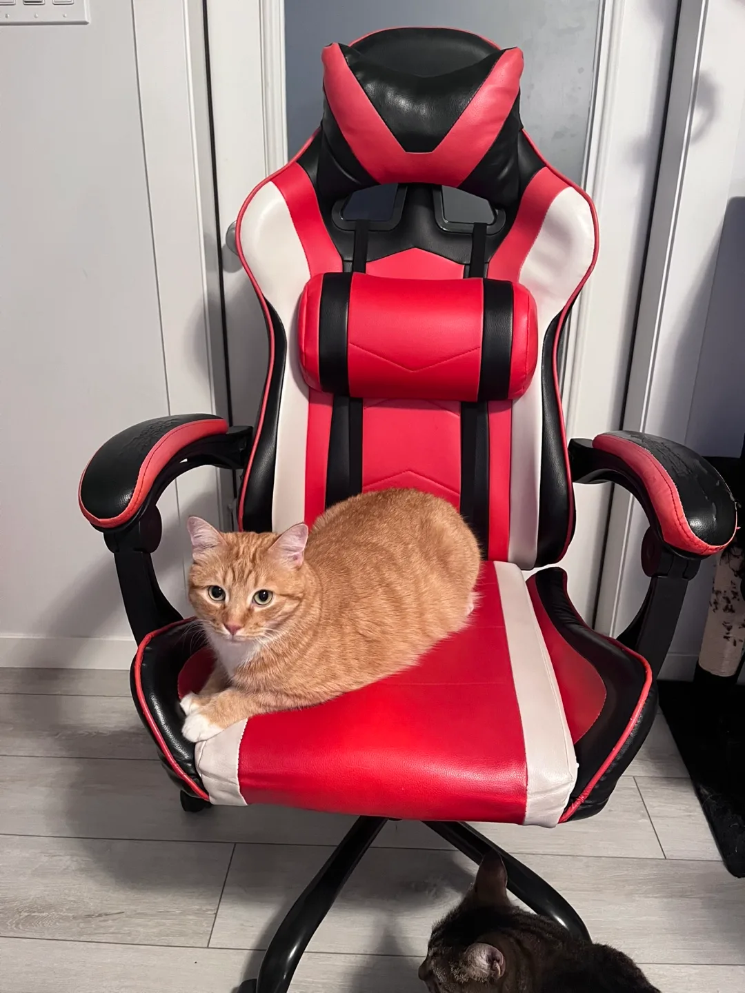 Red & Black Gaming Chair (cat not included)
