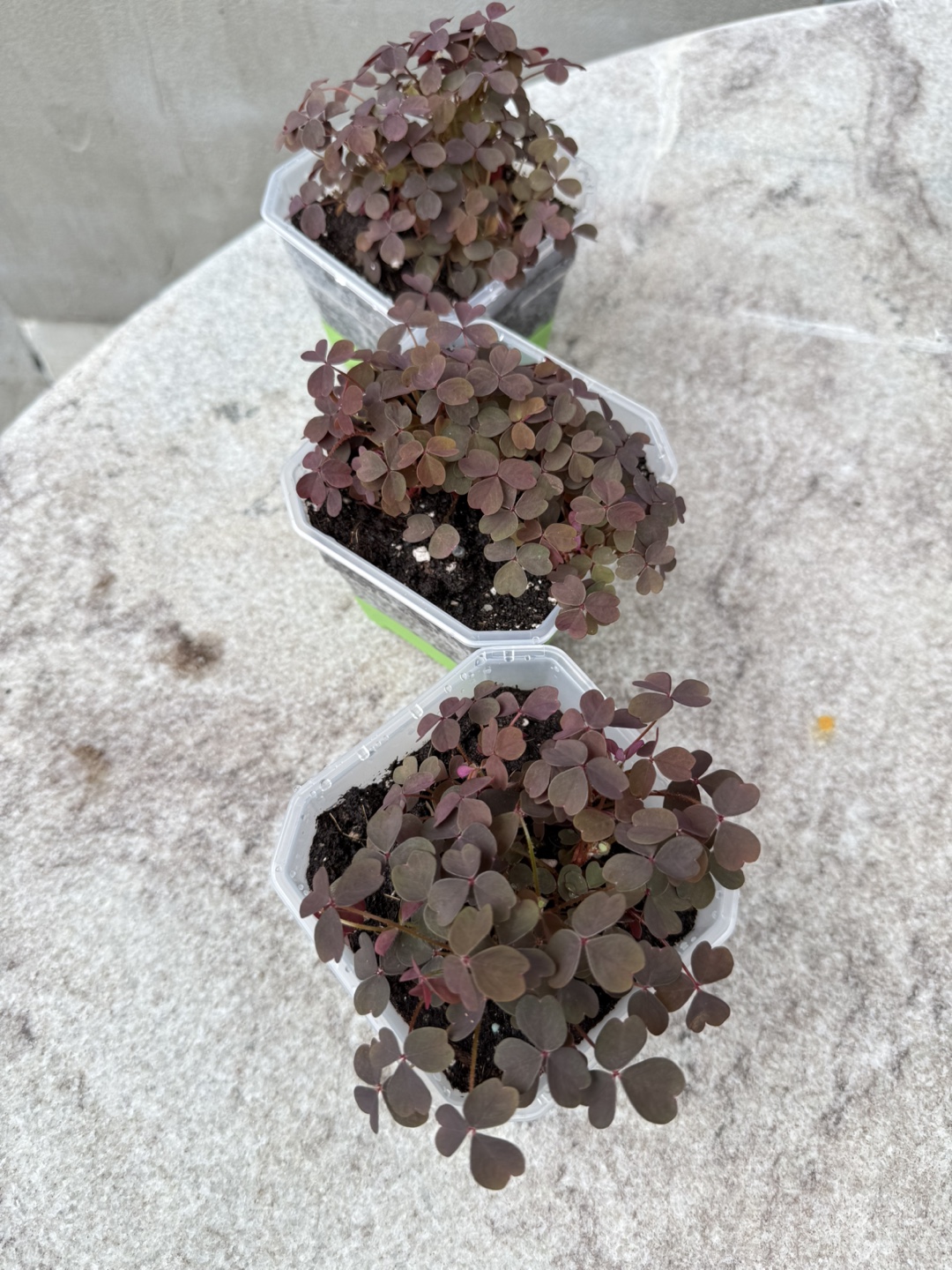Oxalis Vulcanicola - photo 2