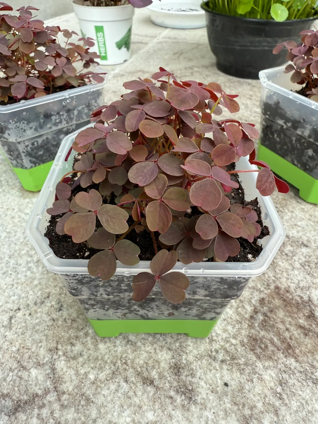 Oxalis Vulcanicola