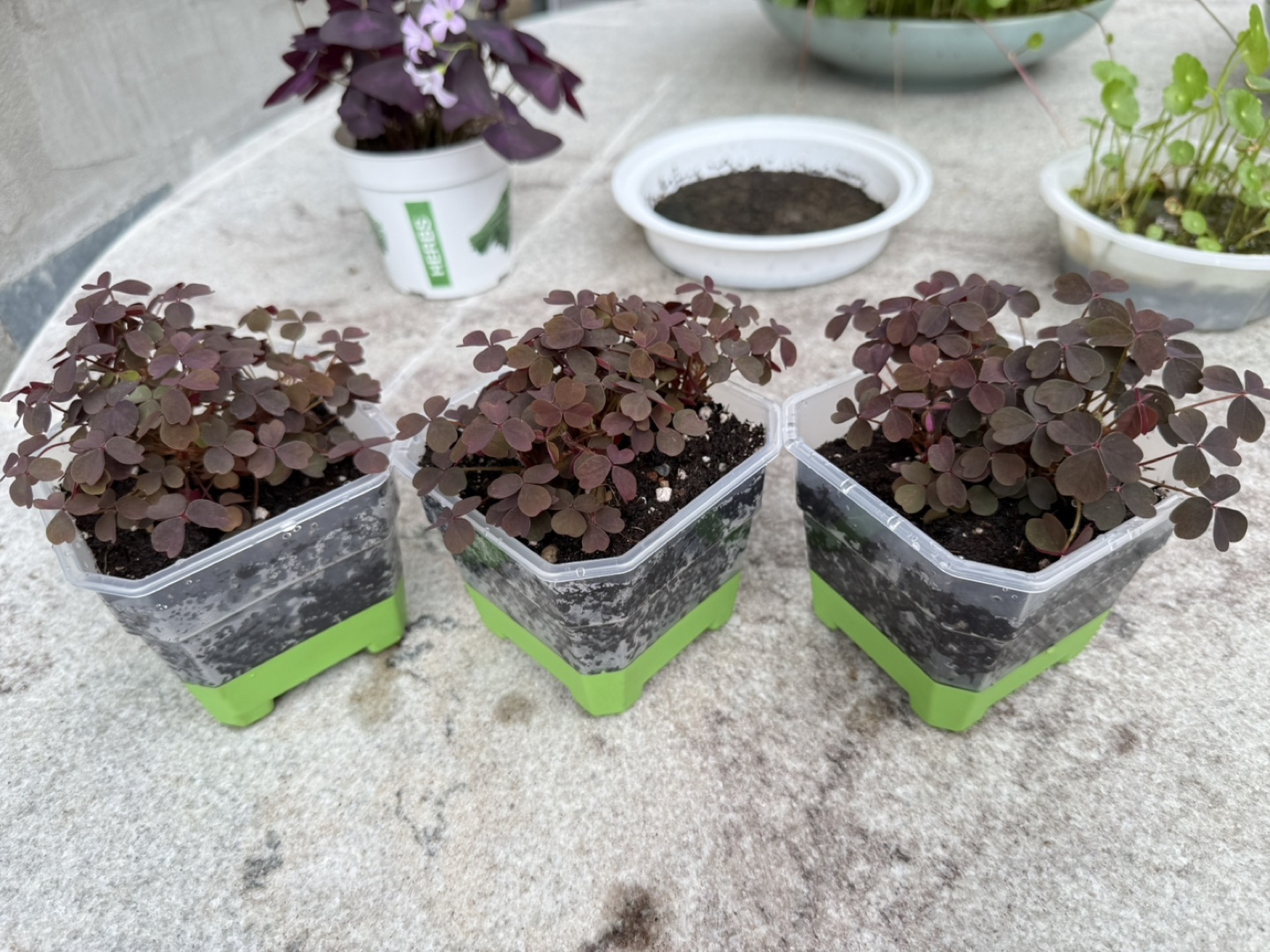 Oxalis Vulcanicola - photo 3