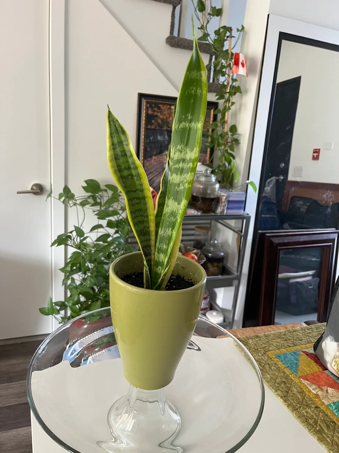 Snake Plant in Striped Pot thumbnail