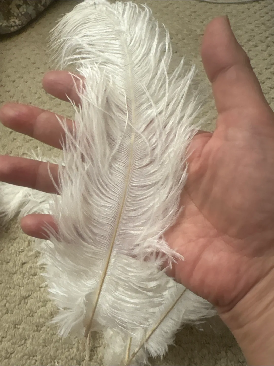 White Ostrich Feathers thumbnail