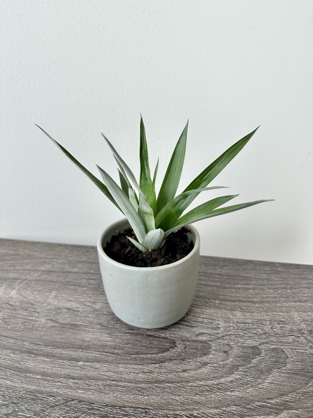 Small Pineapple Plant