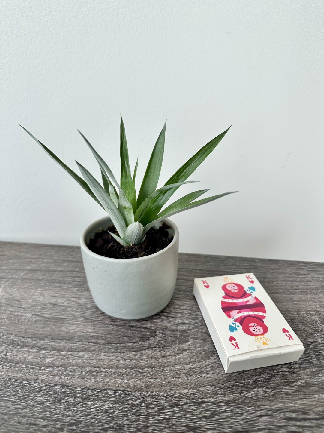 Small Pineapple Plant - photo 2