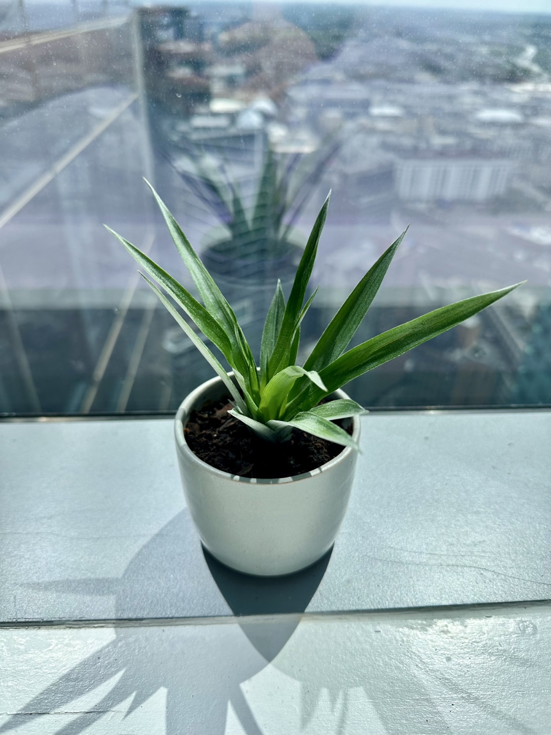 Small Pineapple Plant - photo 3