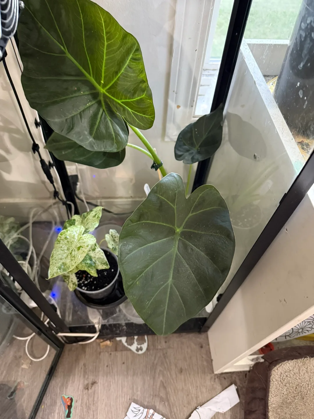 Alocasia Regal Shield thumbnail