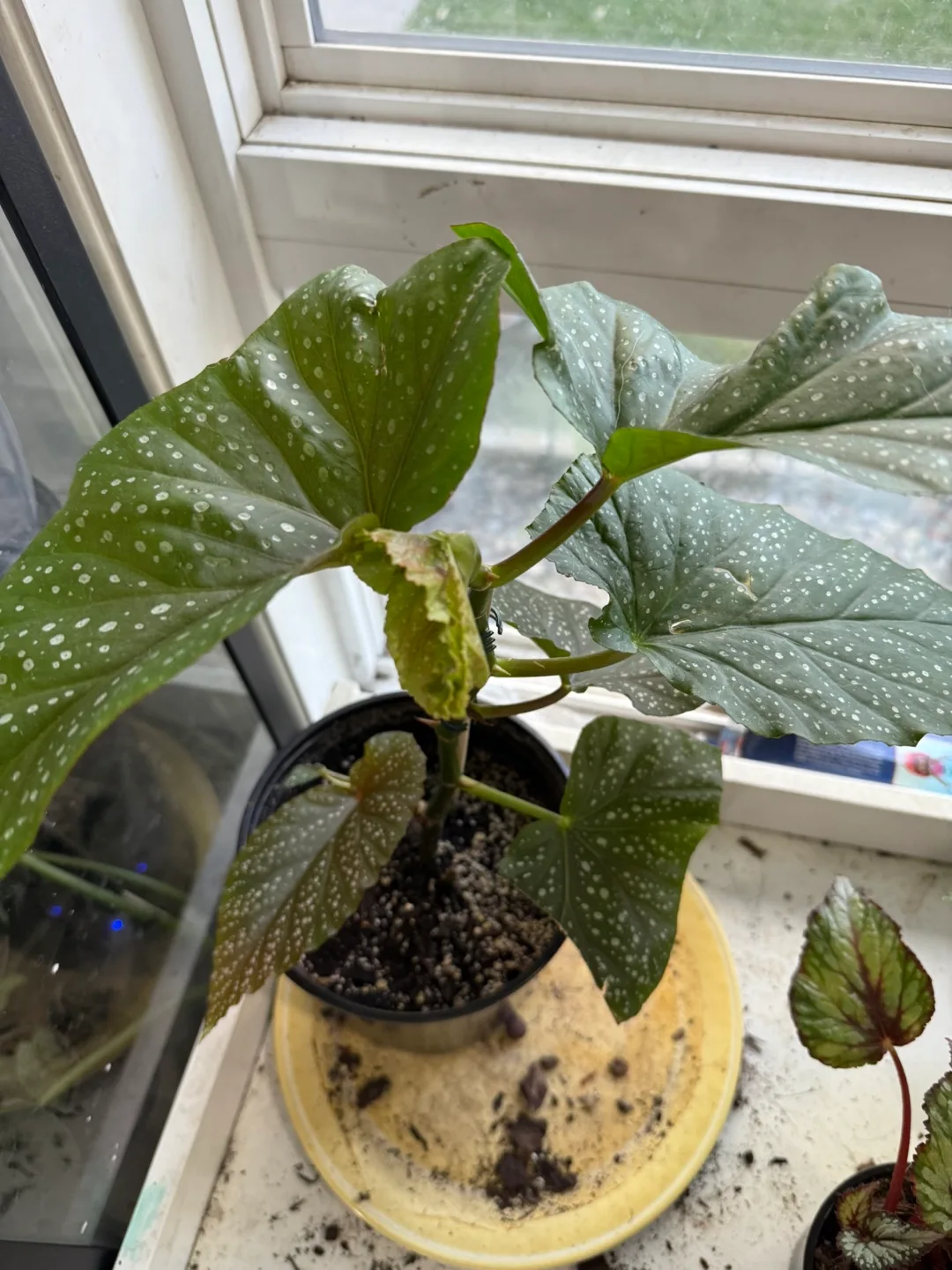 Begonia Plant thumbnail
