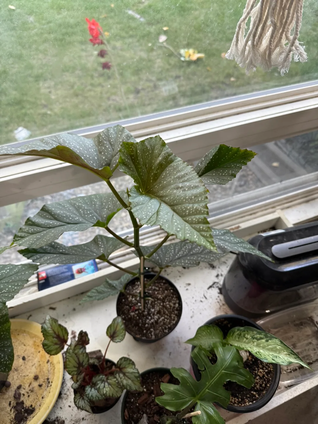 Potted Begonia Plant thumbnail