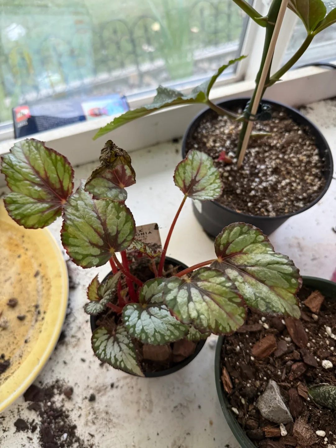 Begonia Rex Plant thumbnail