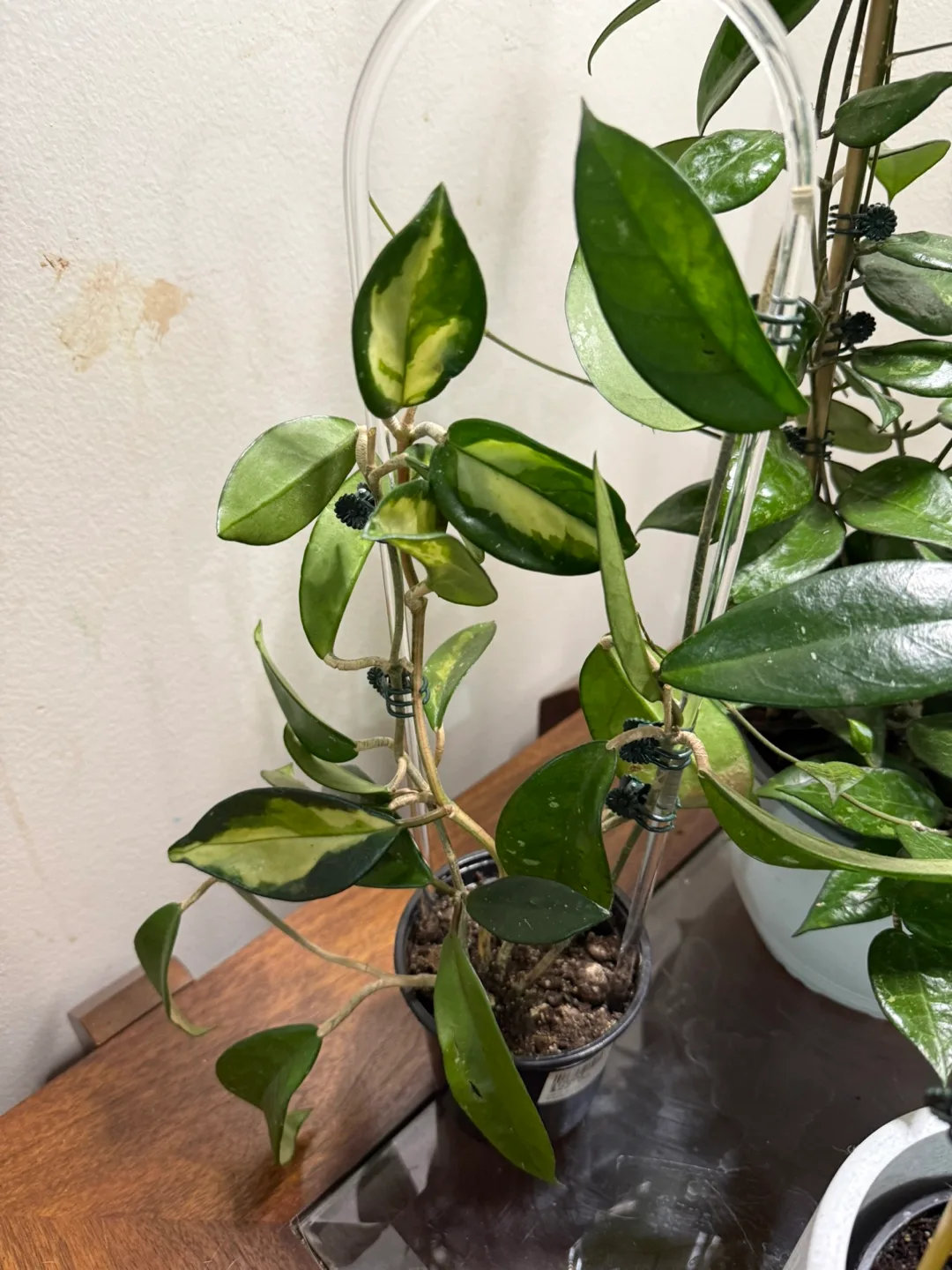 Potted Hoya Krimson Princess Plant thumbnail