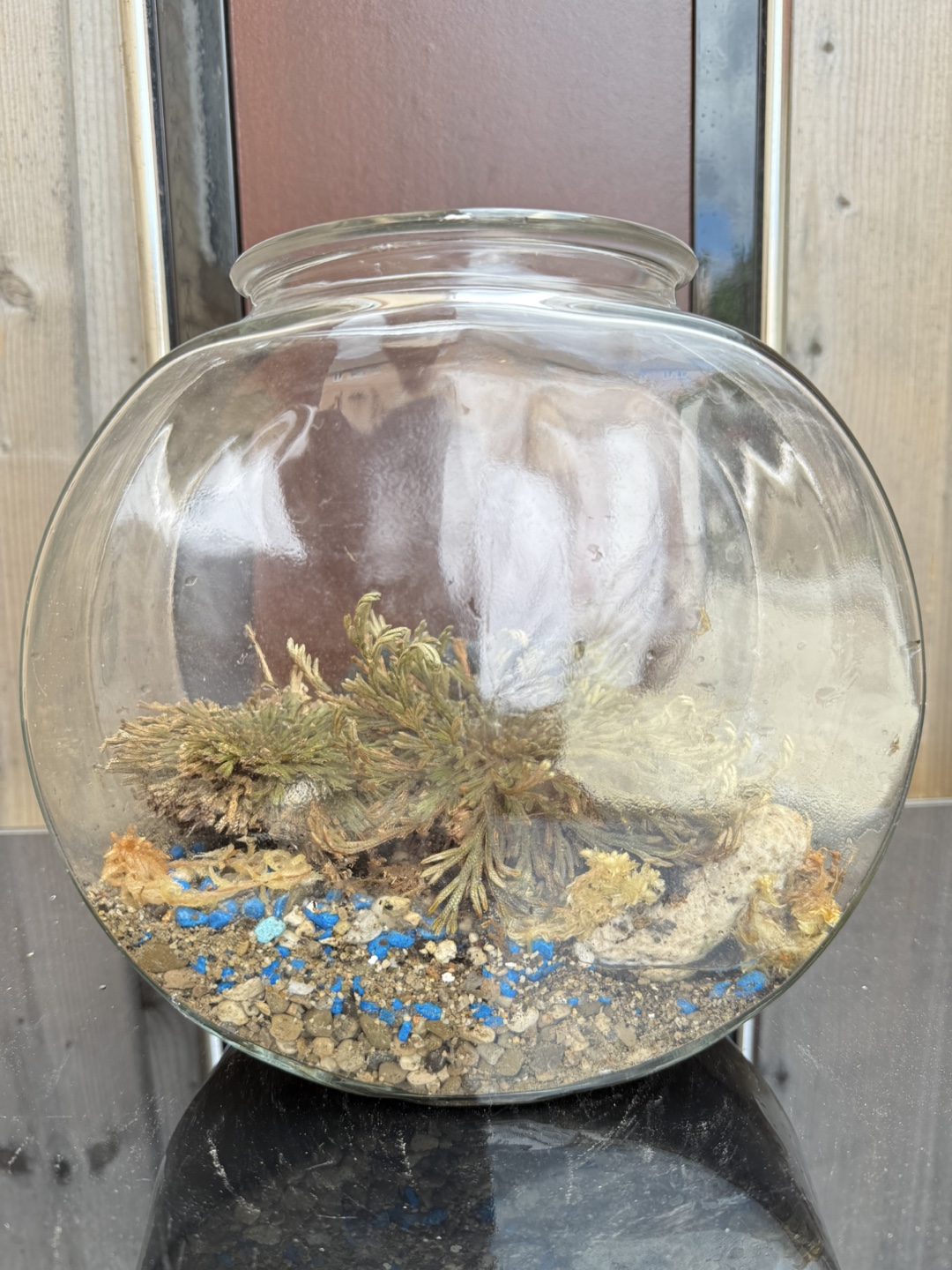 Selaginella Resurrection Plant Terrariums