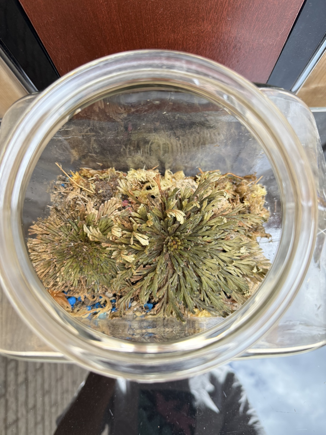 Selaginella Resurrection Plant Terrariums - photo 2