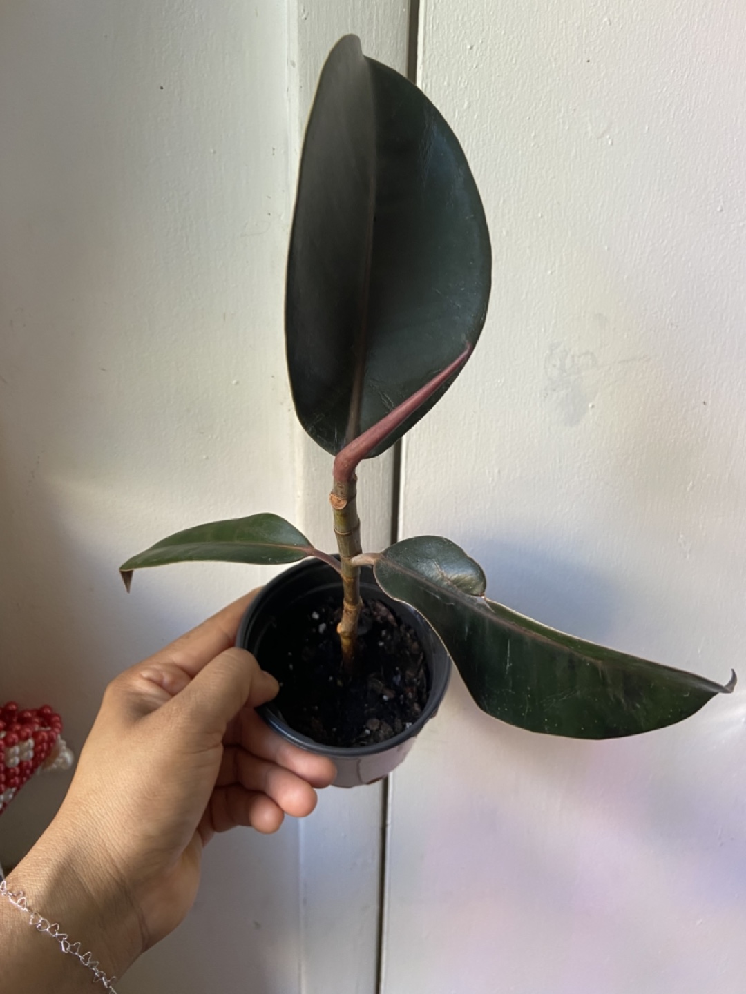 Ficus Elastica Plant