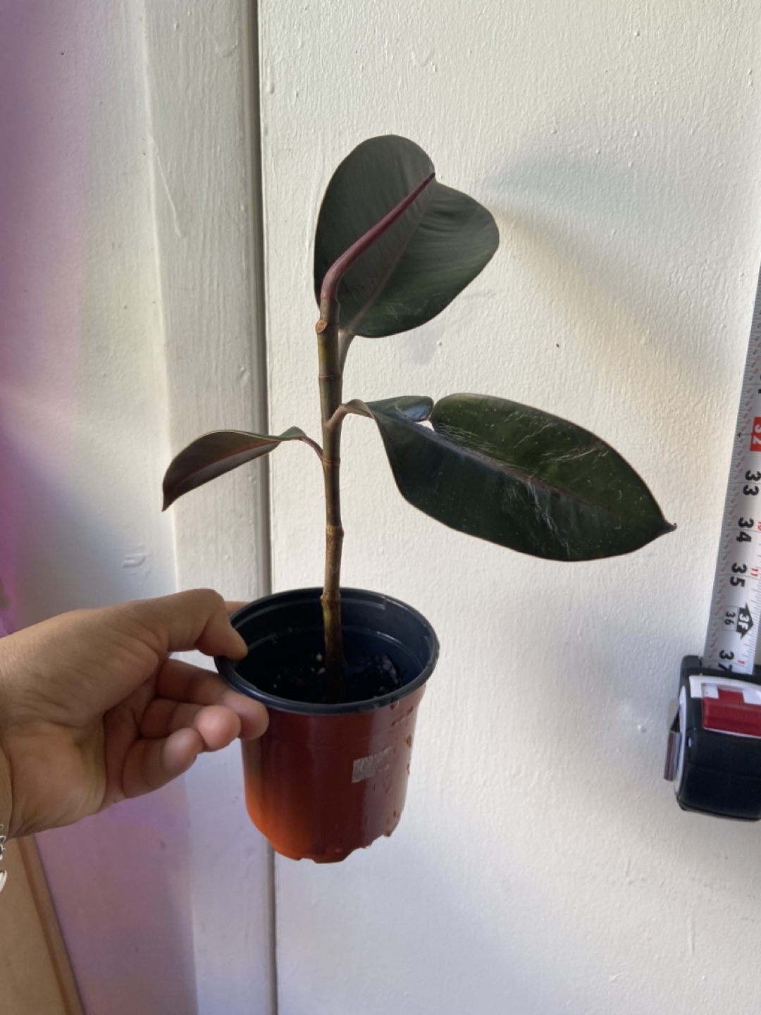 Ficus Elastica Plant - photo 2