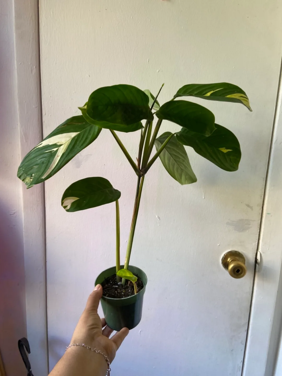 Cthanthe Lubbersiana Golden Mosaic thumbnail