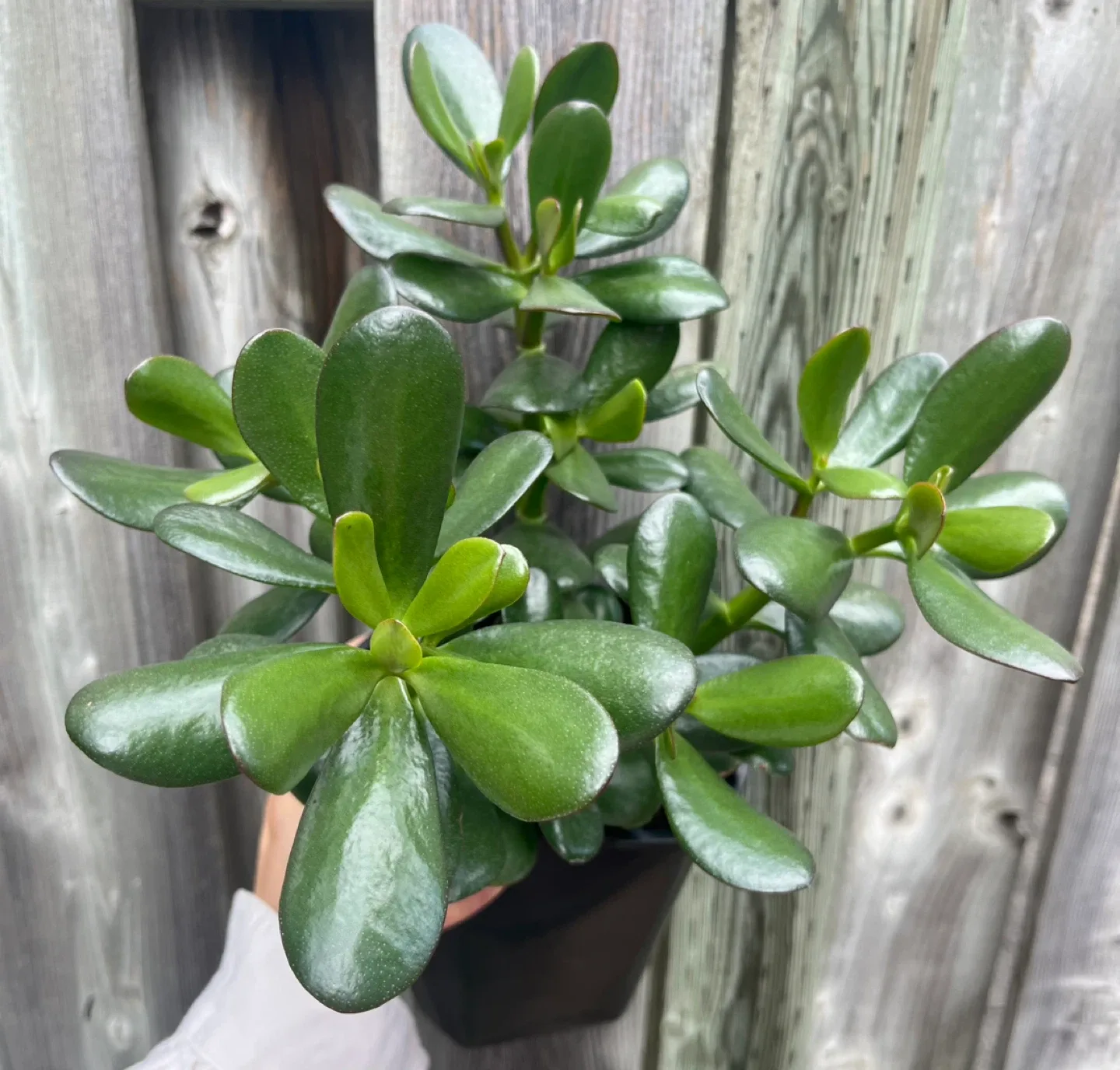 Jade Plant in 6” Black Pot thumbnail