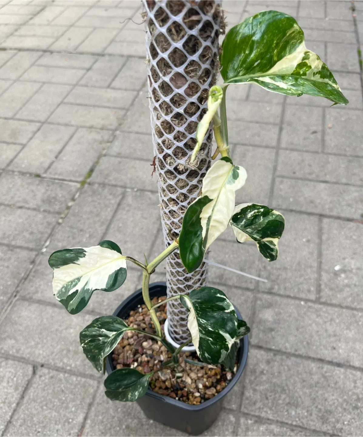 Epipremnum Pinnatum Albo in 6” pot thumbnail