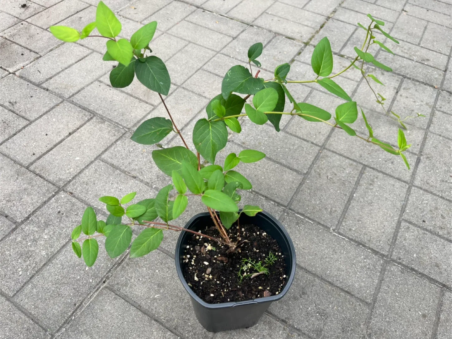Perennial Honeysuckle plant(yellow and white) in 6” pot thumbnail