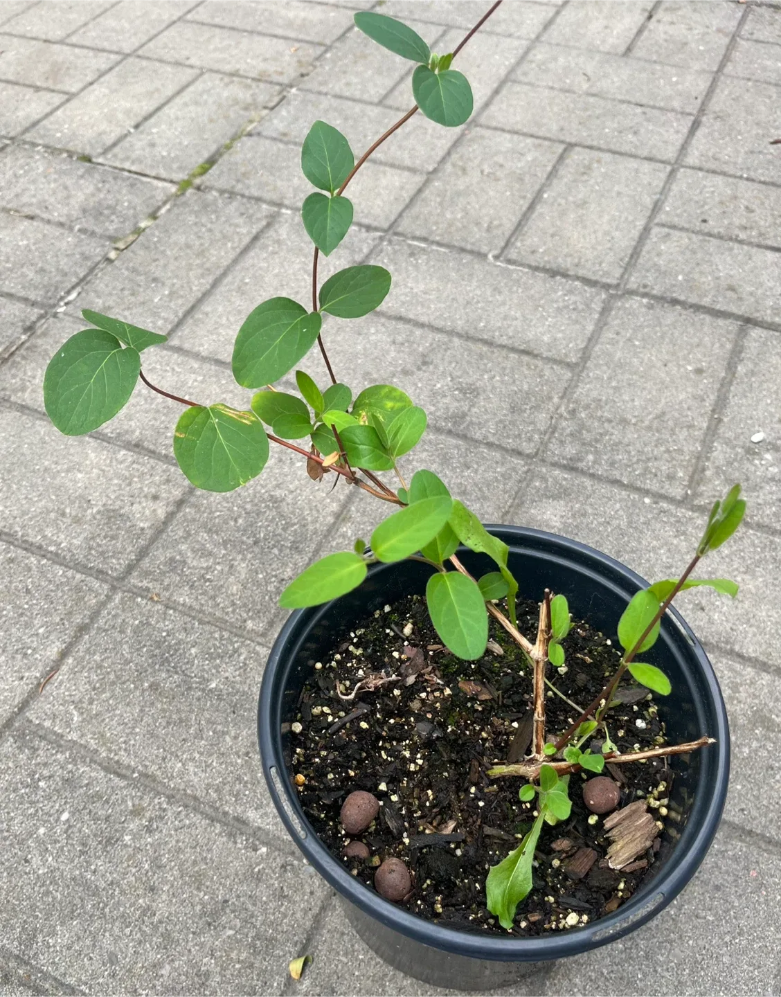 Perennial Honeysuckle plant(yellow and white) in 6” pot thumbnail