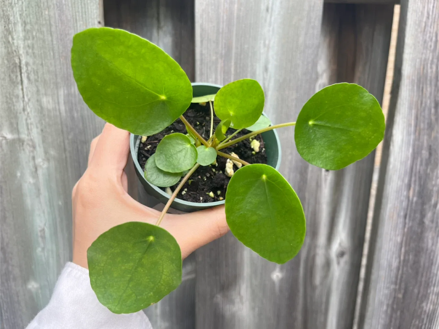 Pilea peperomioides - Chinese Money Plant thumbnail