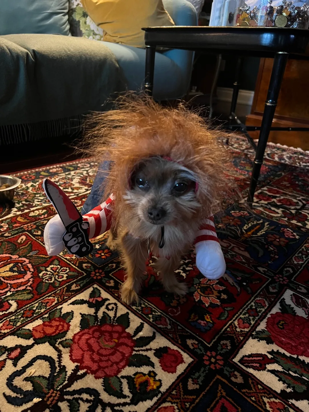 Chucky Dog Costume - Halloween Fun! image indicator(3)