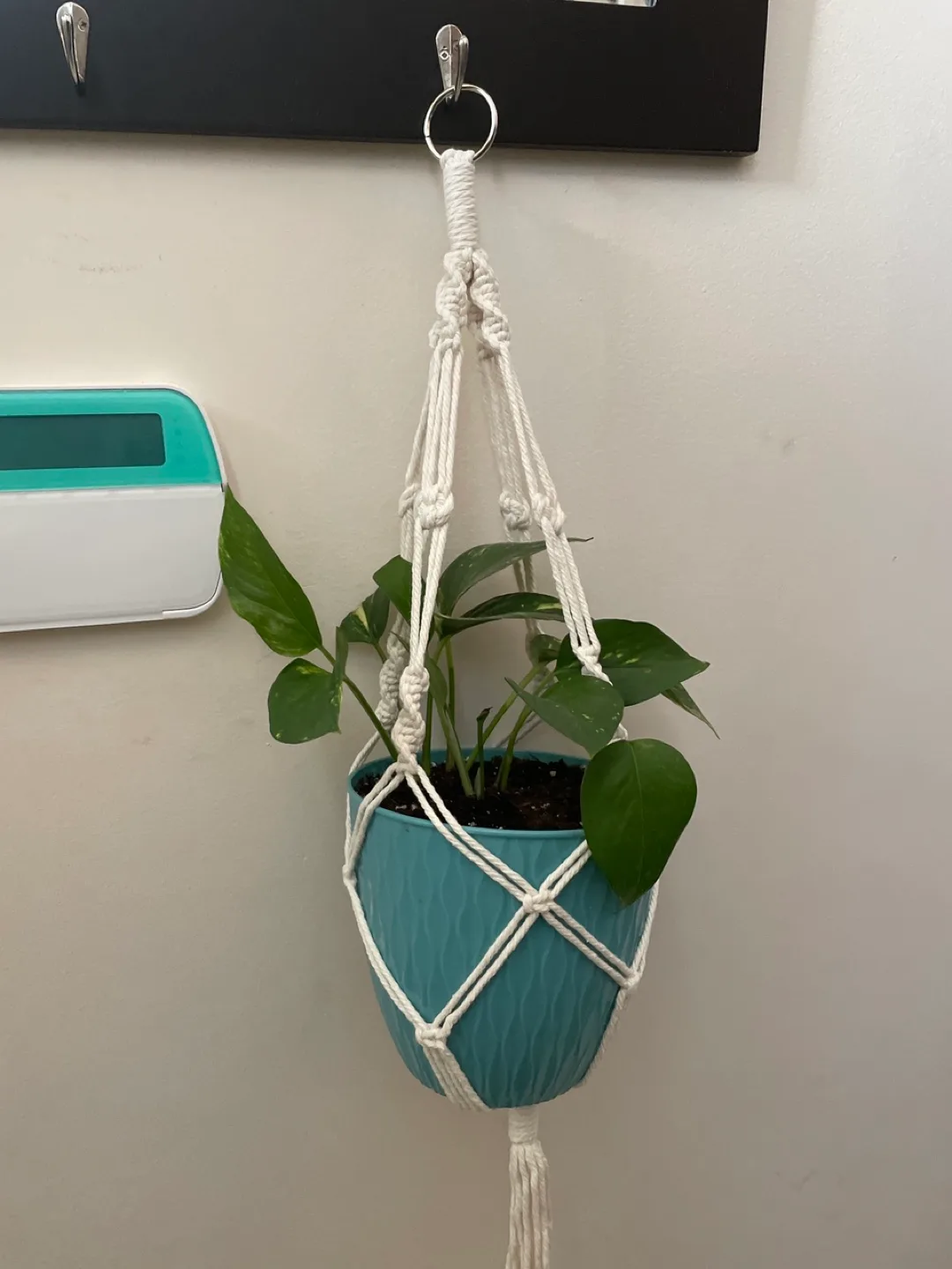 Potted Pothos Plant with Macrame Hanger thumbnail