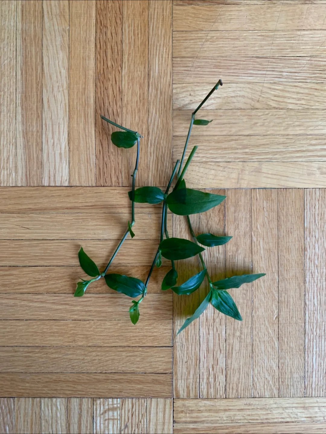 Inch Plant Cuttings thumbnail