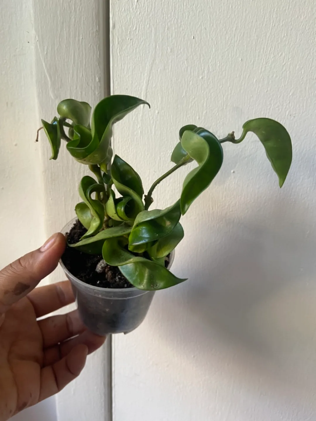 Hoya Hindu Rope thumbnail