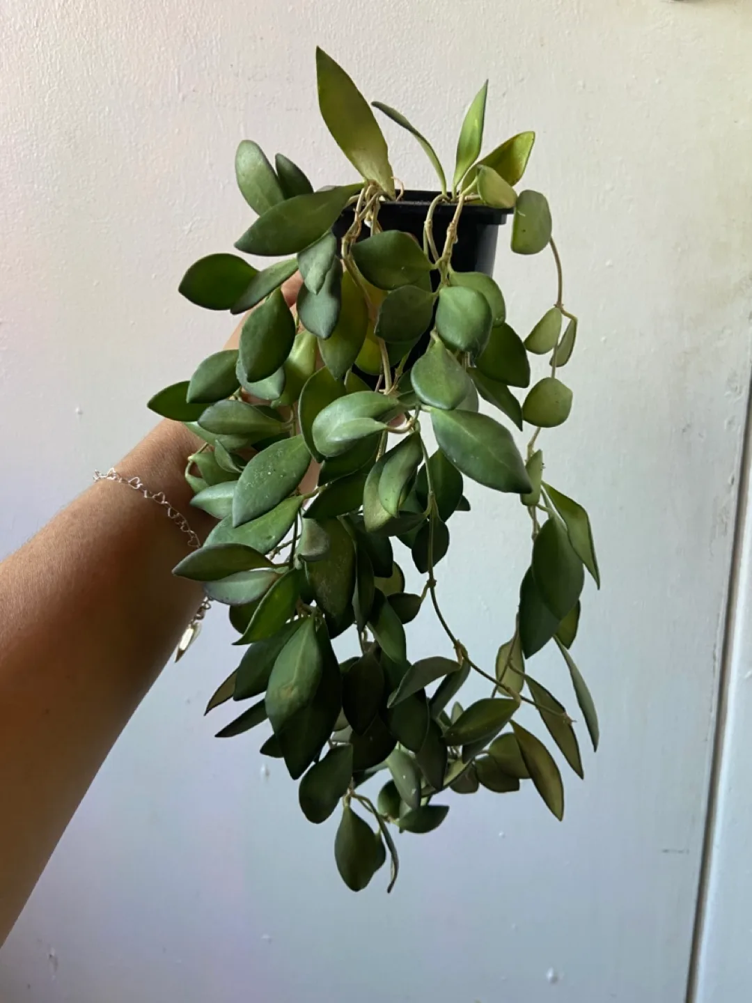 Hoya Burtoniae thumbnail