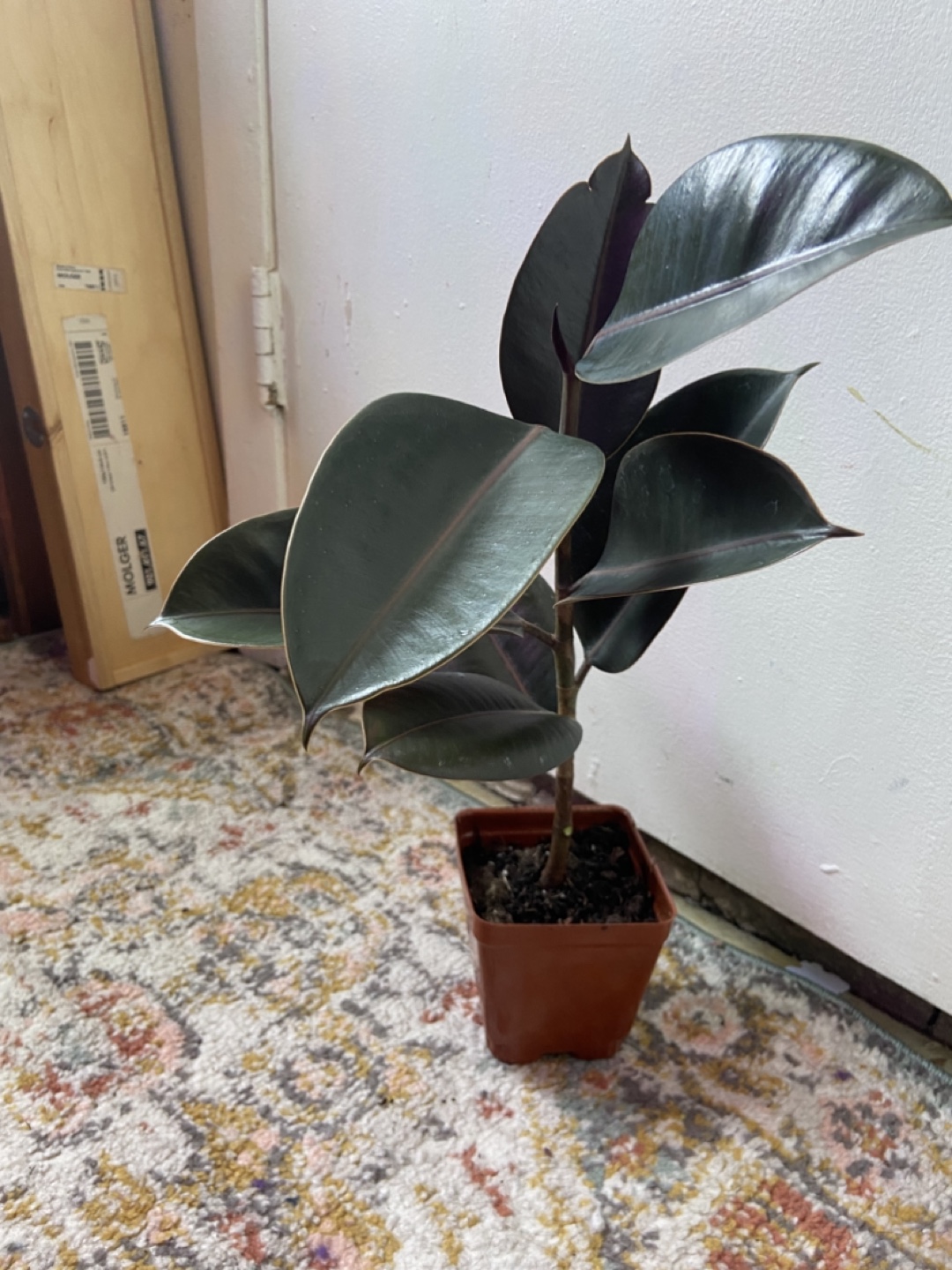 Ficus Elastica Burgundy(Rubber Plant) - photo 5