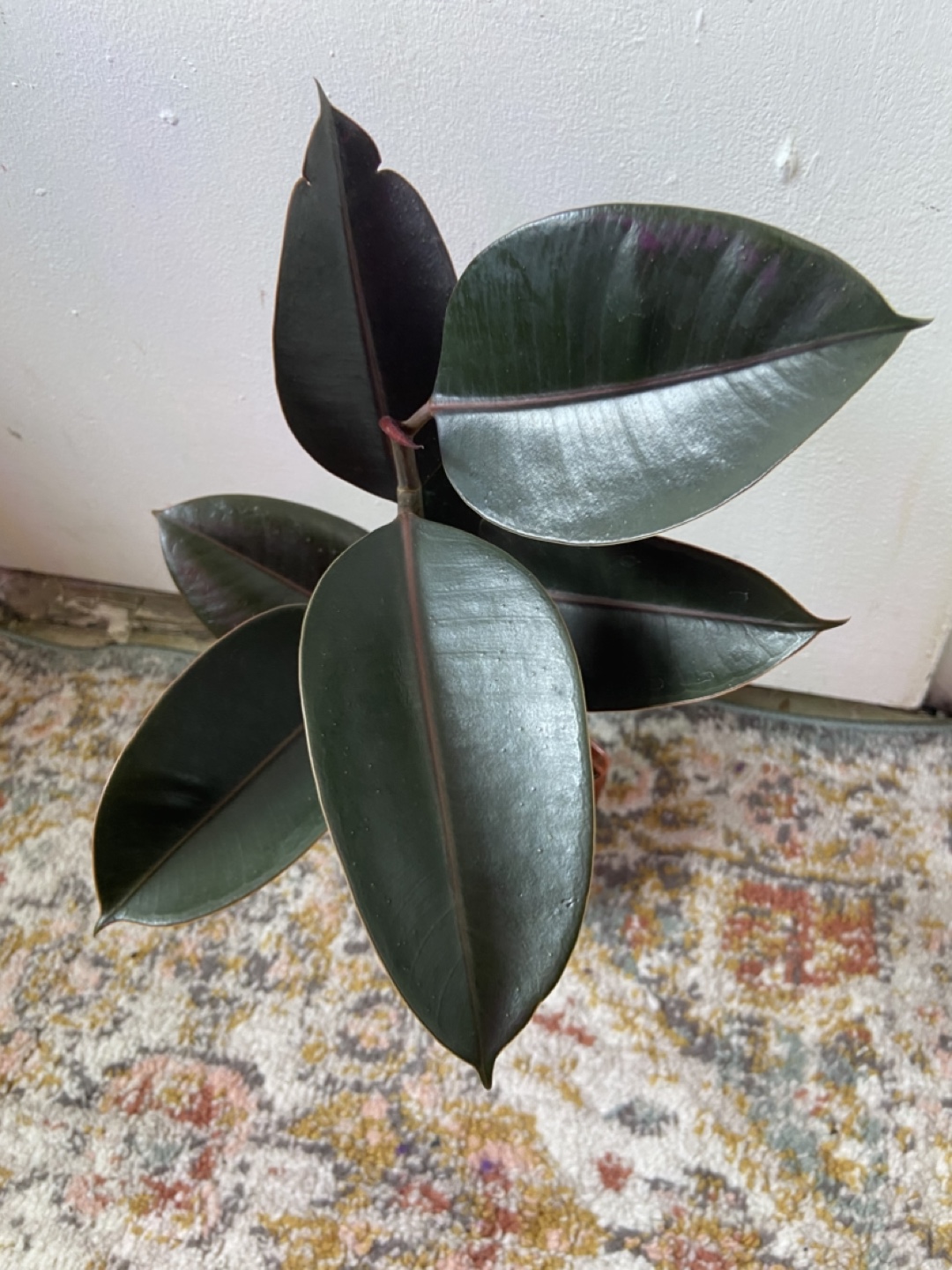 Ficus Elastica Burgundy(Rubber Plant) - photo 3