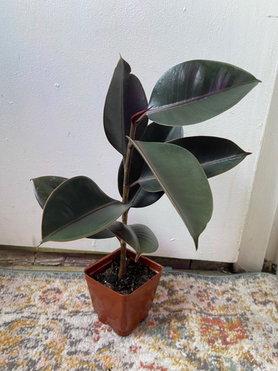 Ficus Elastica Burgundy(Rubber Plant)