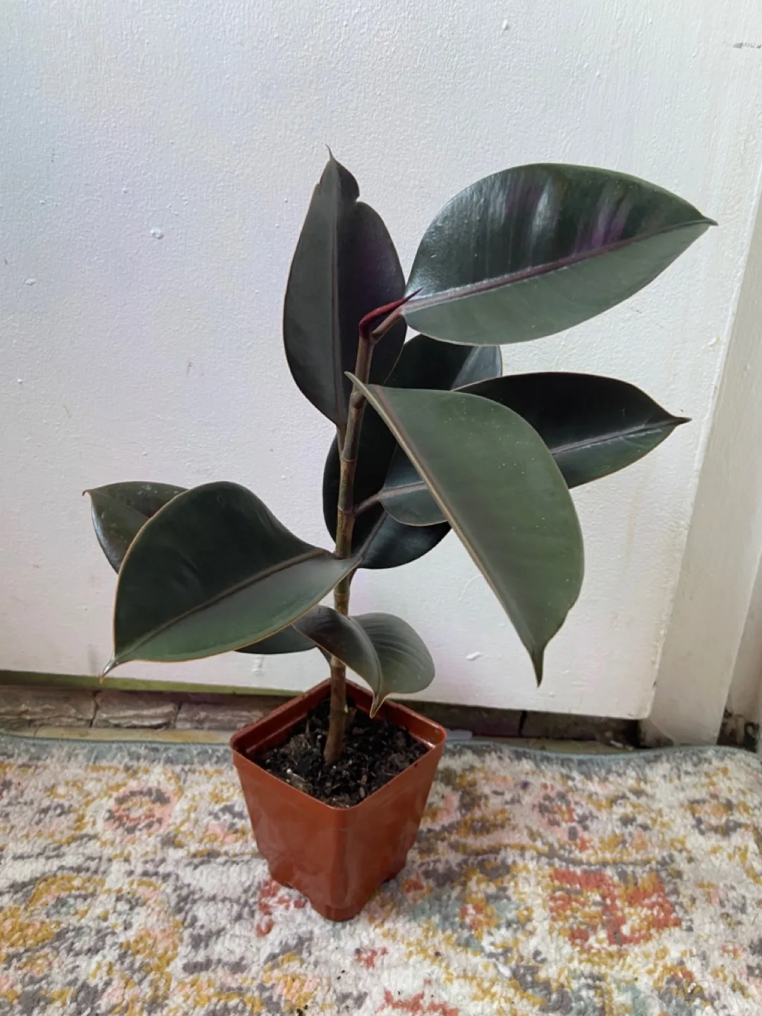 Ficus Elastica Burgundy(Rubber Plant) thumbnail