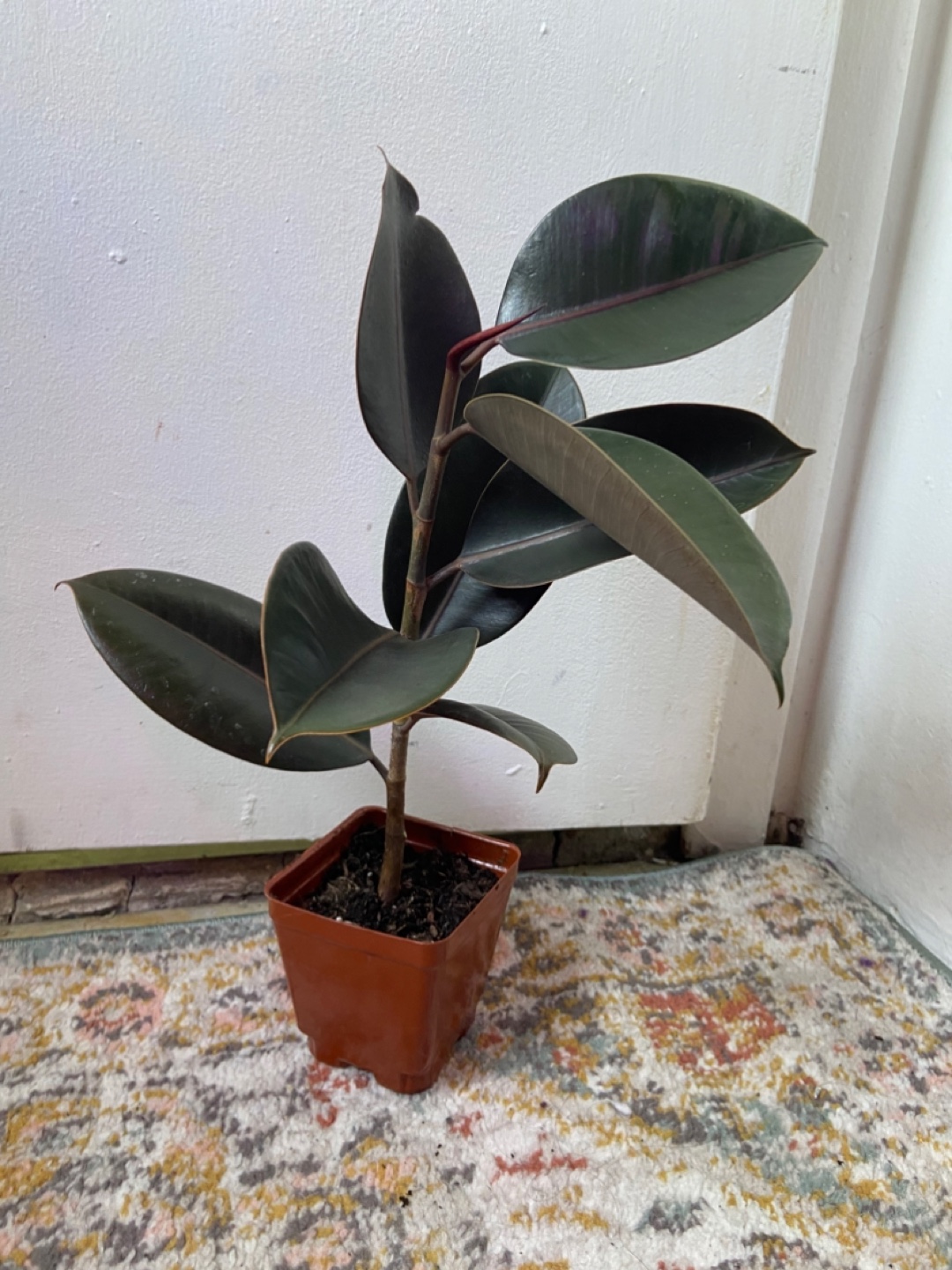 Ficus Elastica Burgundy(Rubber Plant) - photo 4