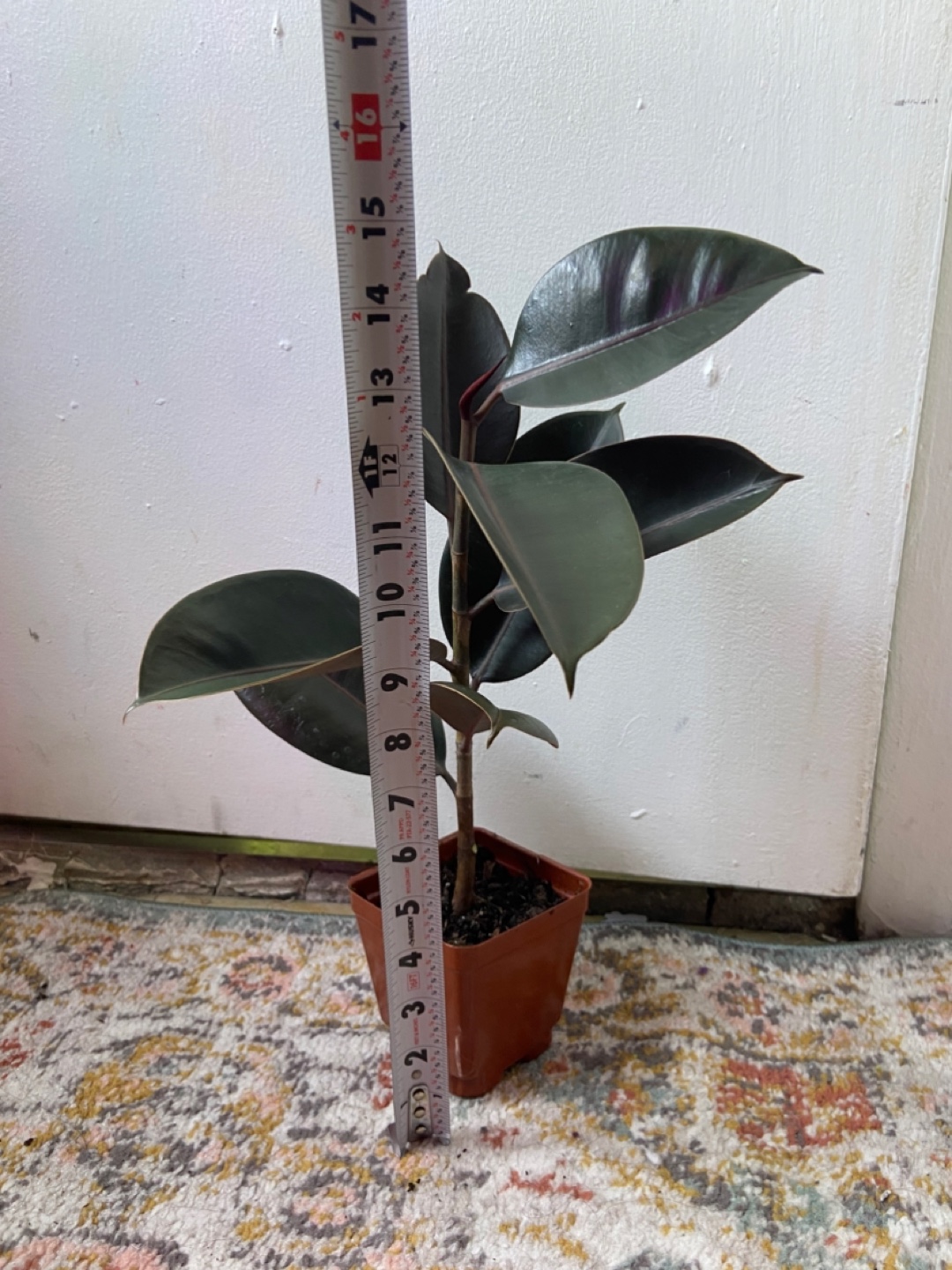 Ficus Elastica Burgundy(Rubber Plant) - photo 2