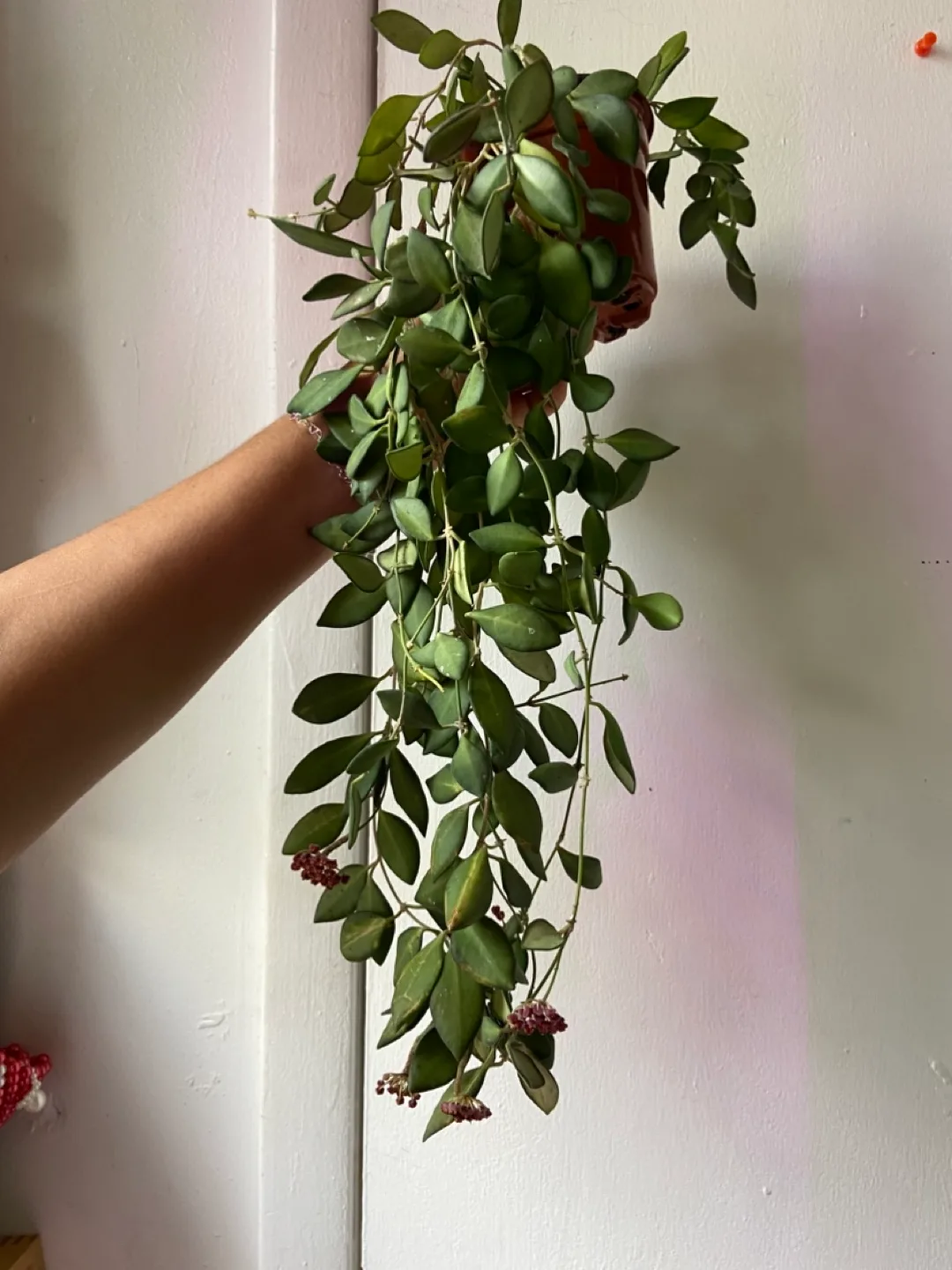 Hoya Burtoniae thumbnail