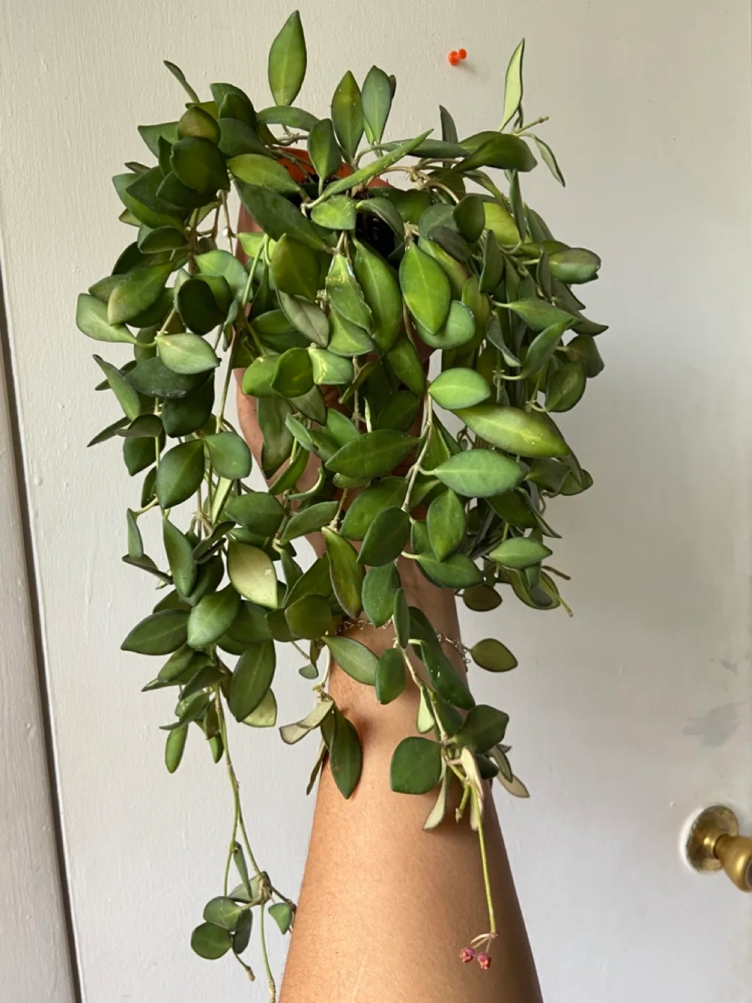 Hoya Burtoniae thumbnail