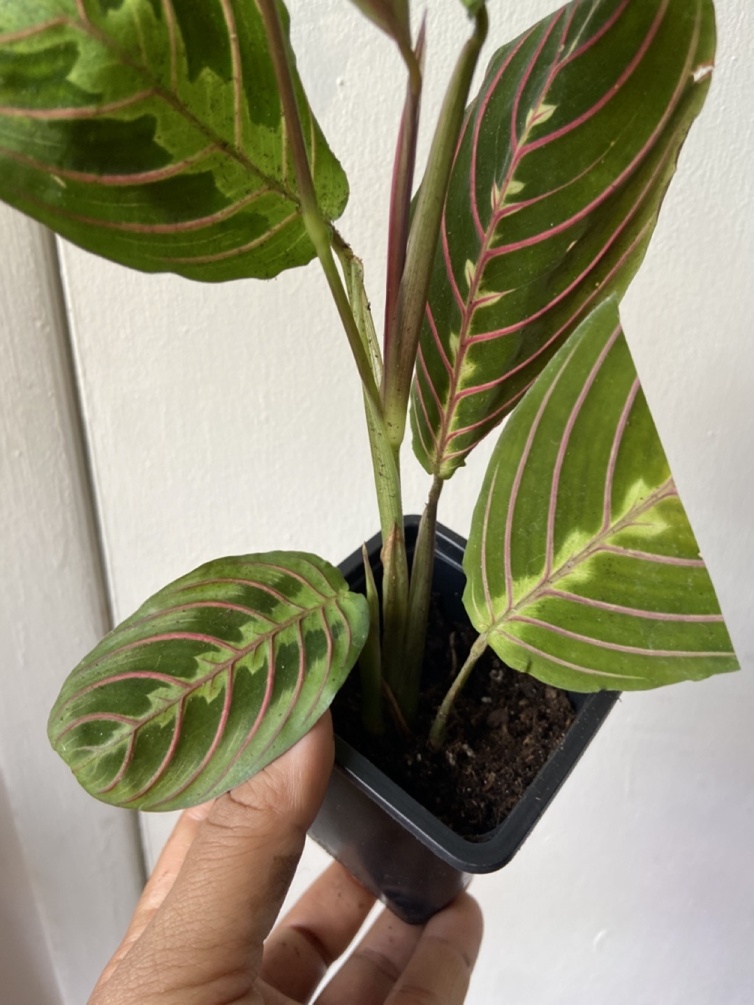 Maranta Prayer Plant - photo 2