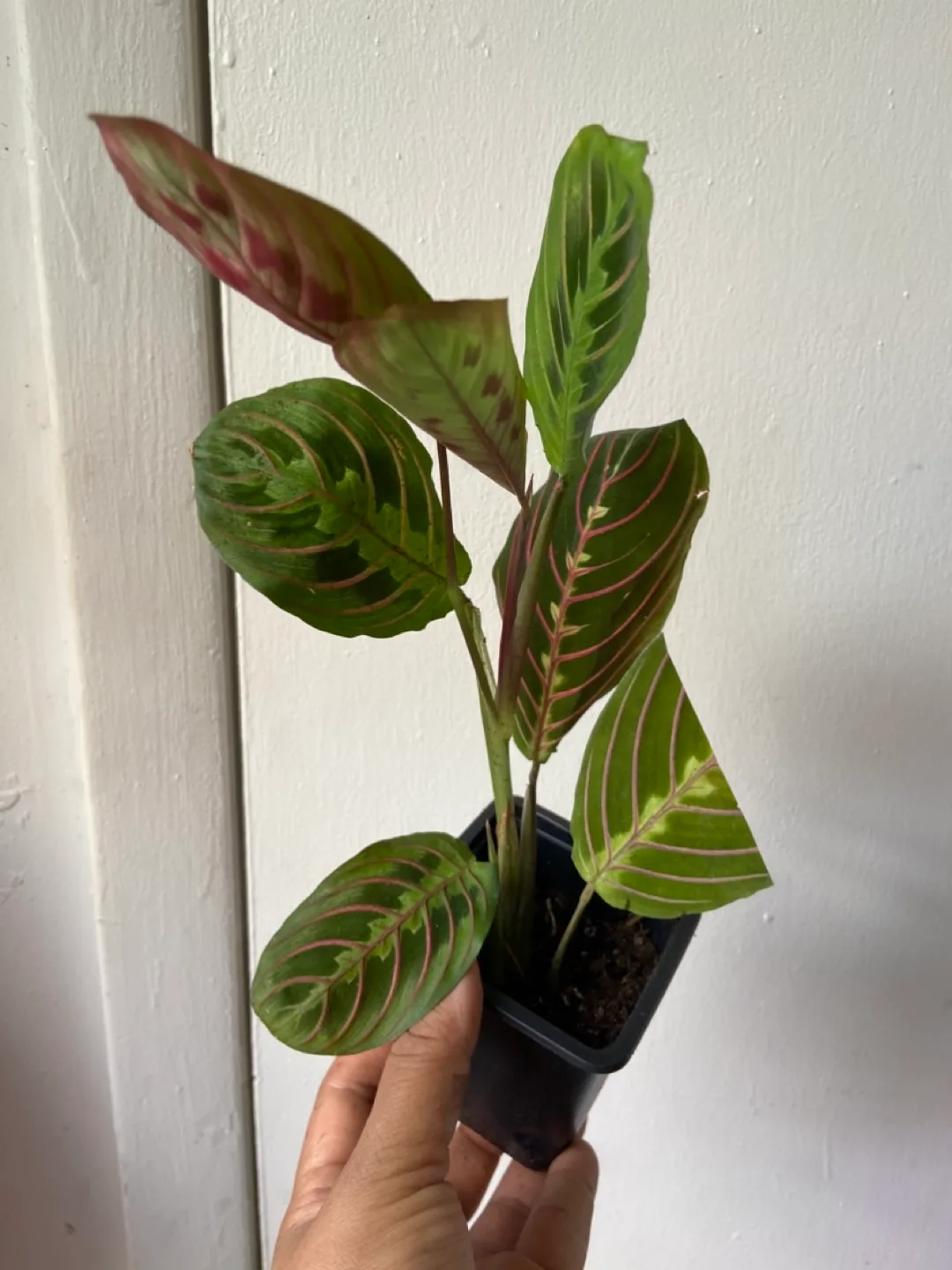 Maranta Prayer Plant thumbnail
