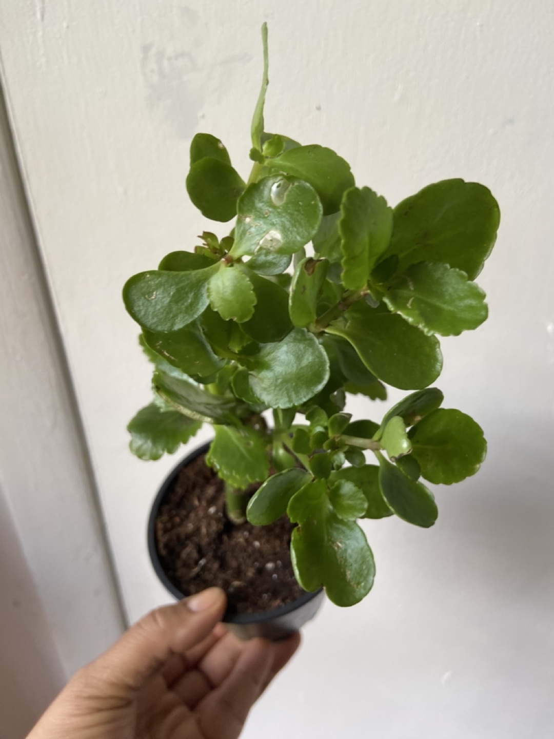 Kalanchoe Plant - photo 2