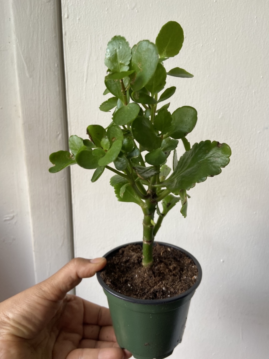 Kalanchoe Plant