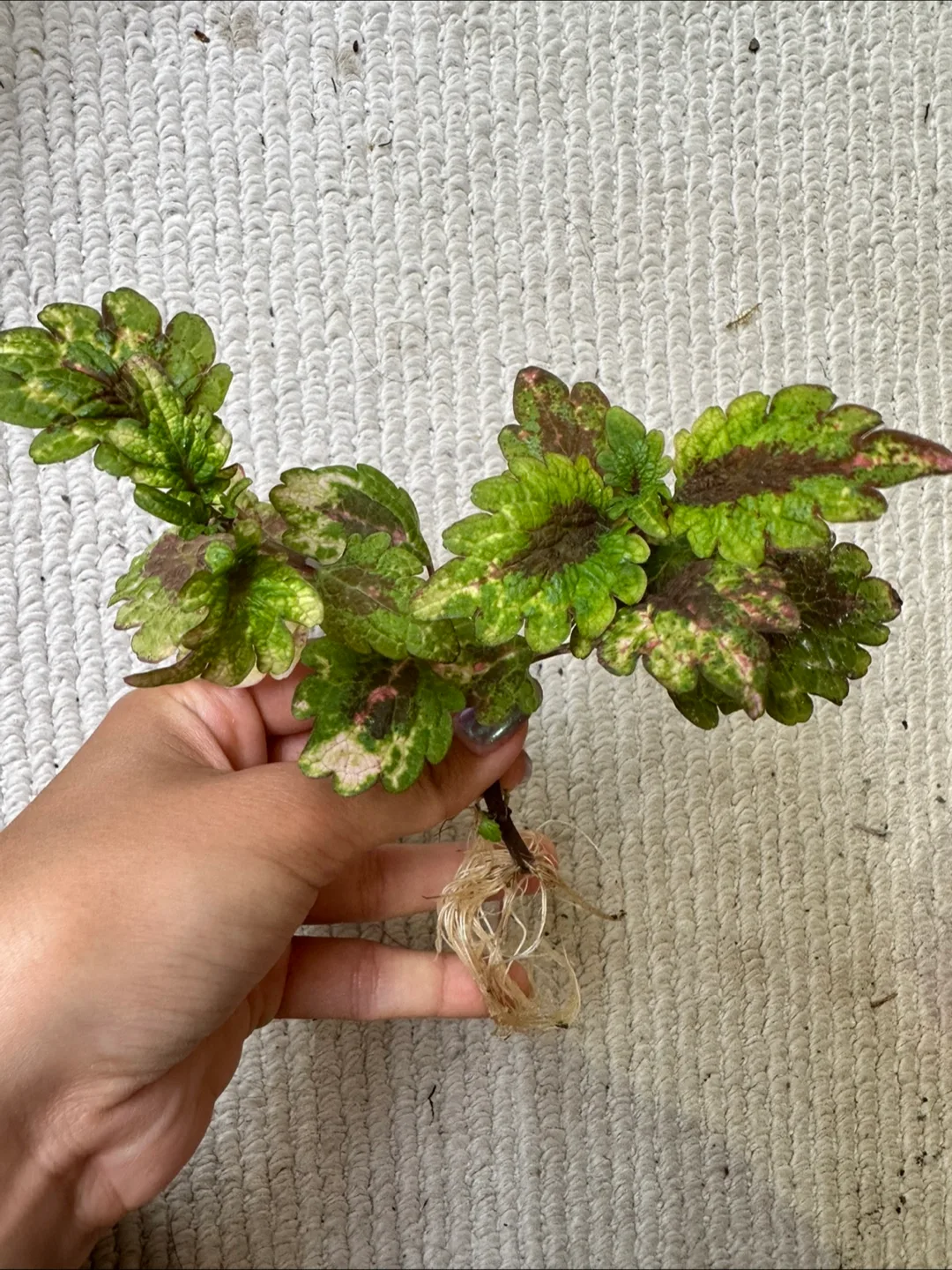Fully Rooted Coleus Cutting thumbnail