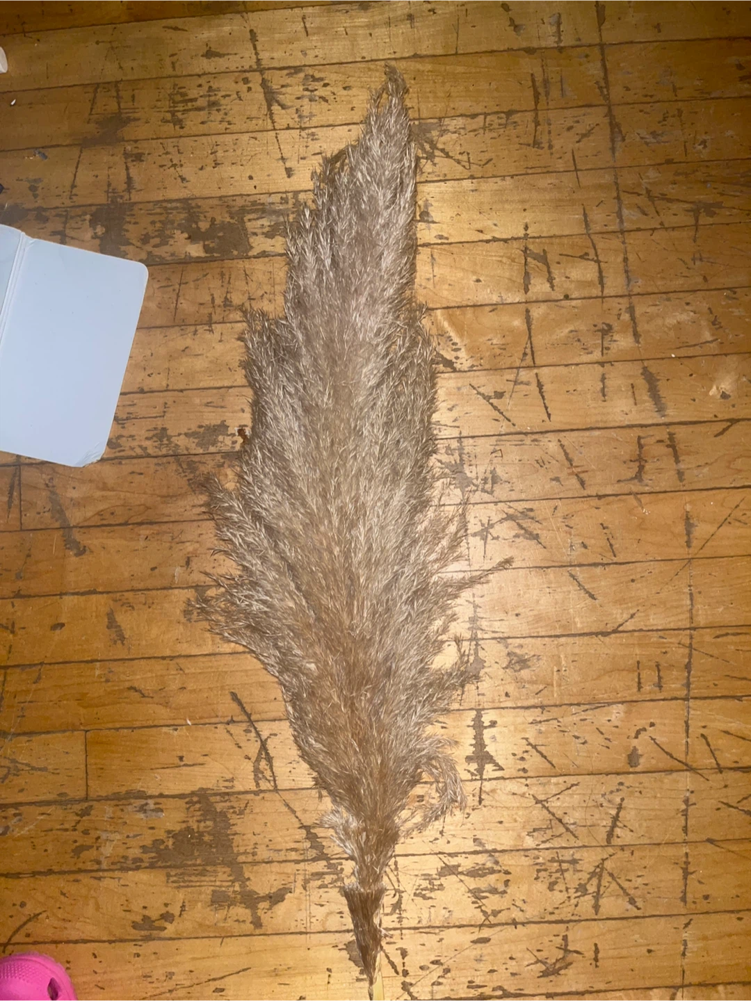 Will be throwing out at end of week! Pampas Grass Decor