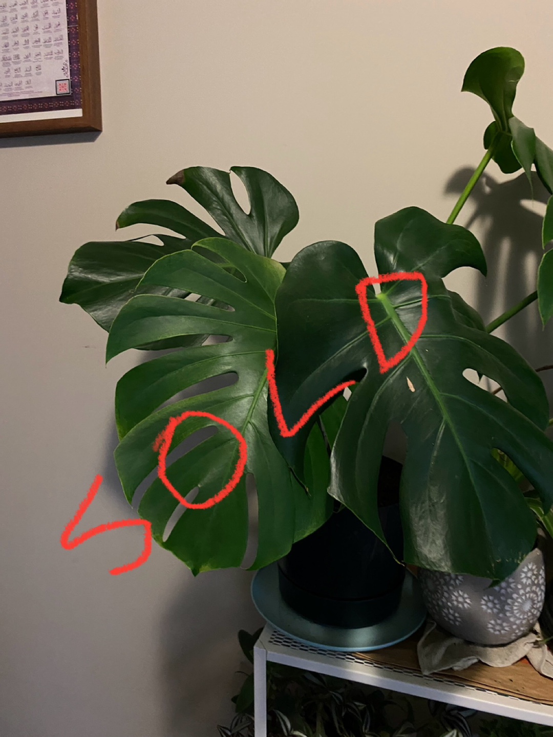 Monsterra plants - photo 5