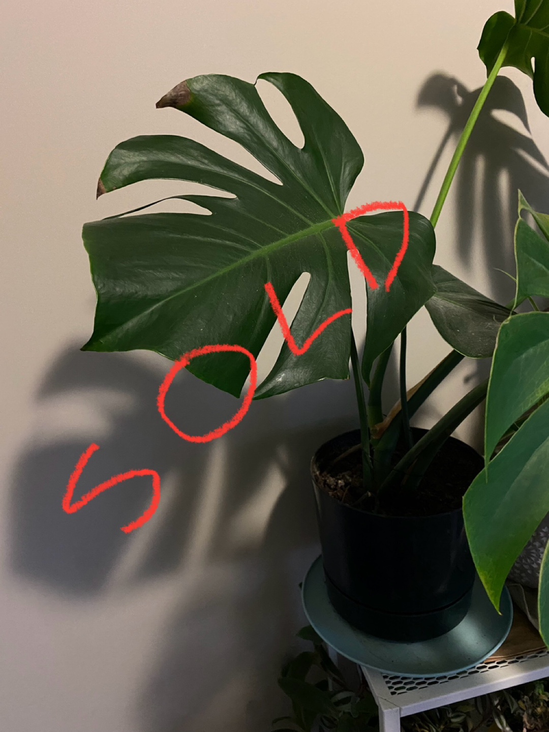 Monsterra plants - photo 4