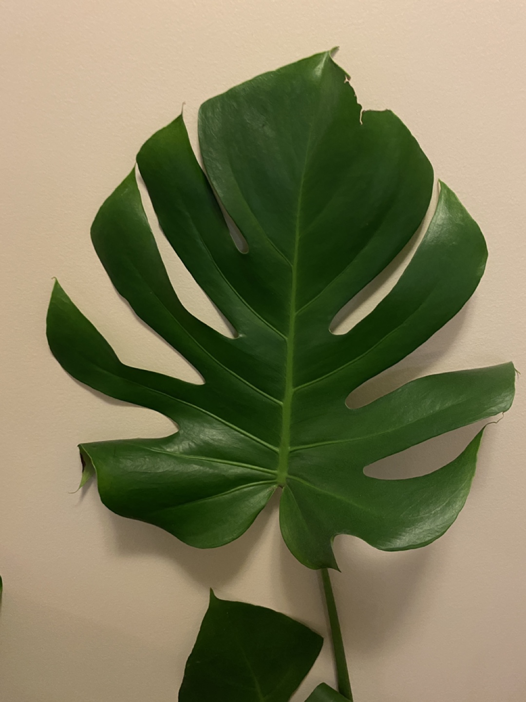 Monsterra plants - photo 3